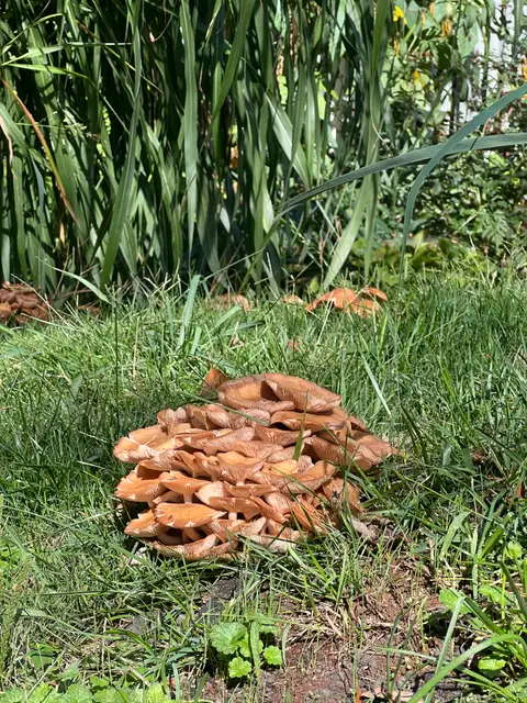 Sunlit fungi flourishing in the vibrant green grass.